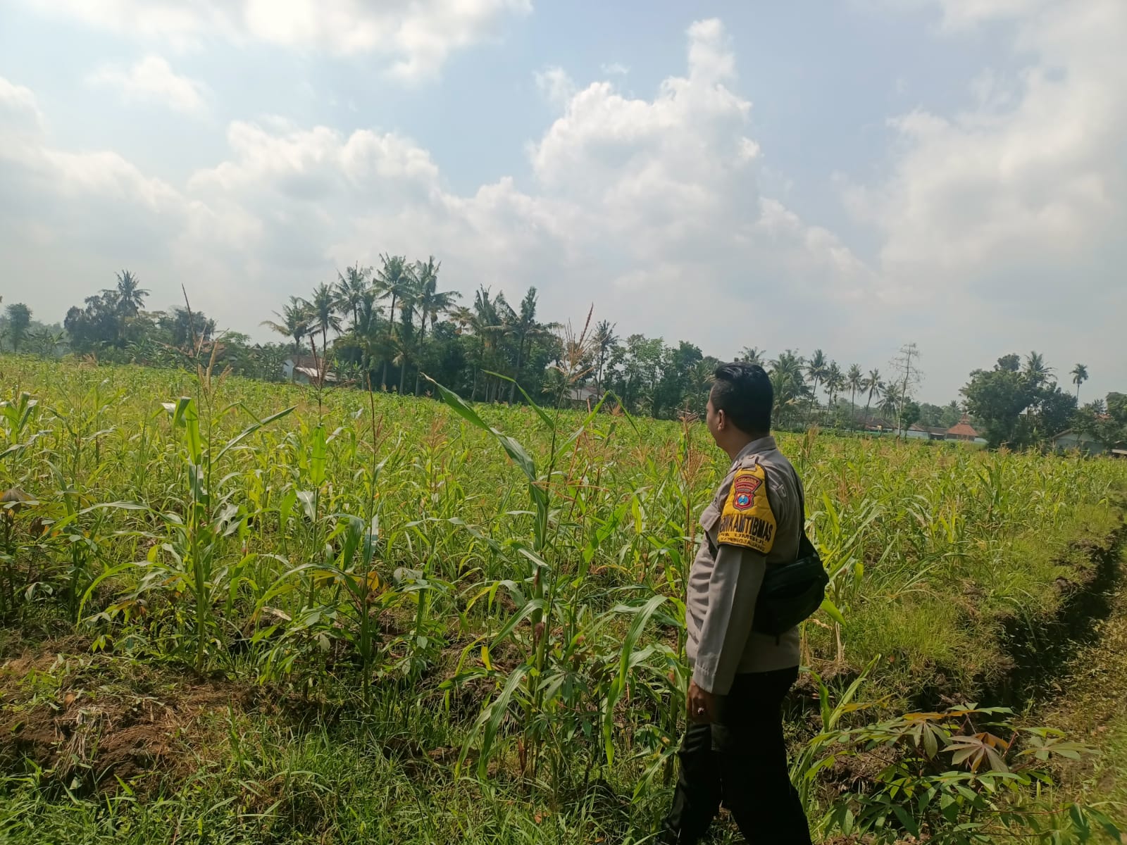 Bhabinkamtibmas Kedungjajang Dampingi Warga Kembangkan Pertanian Jagung dan Pekarangan Pangan Bergizi