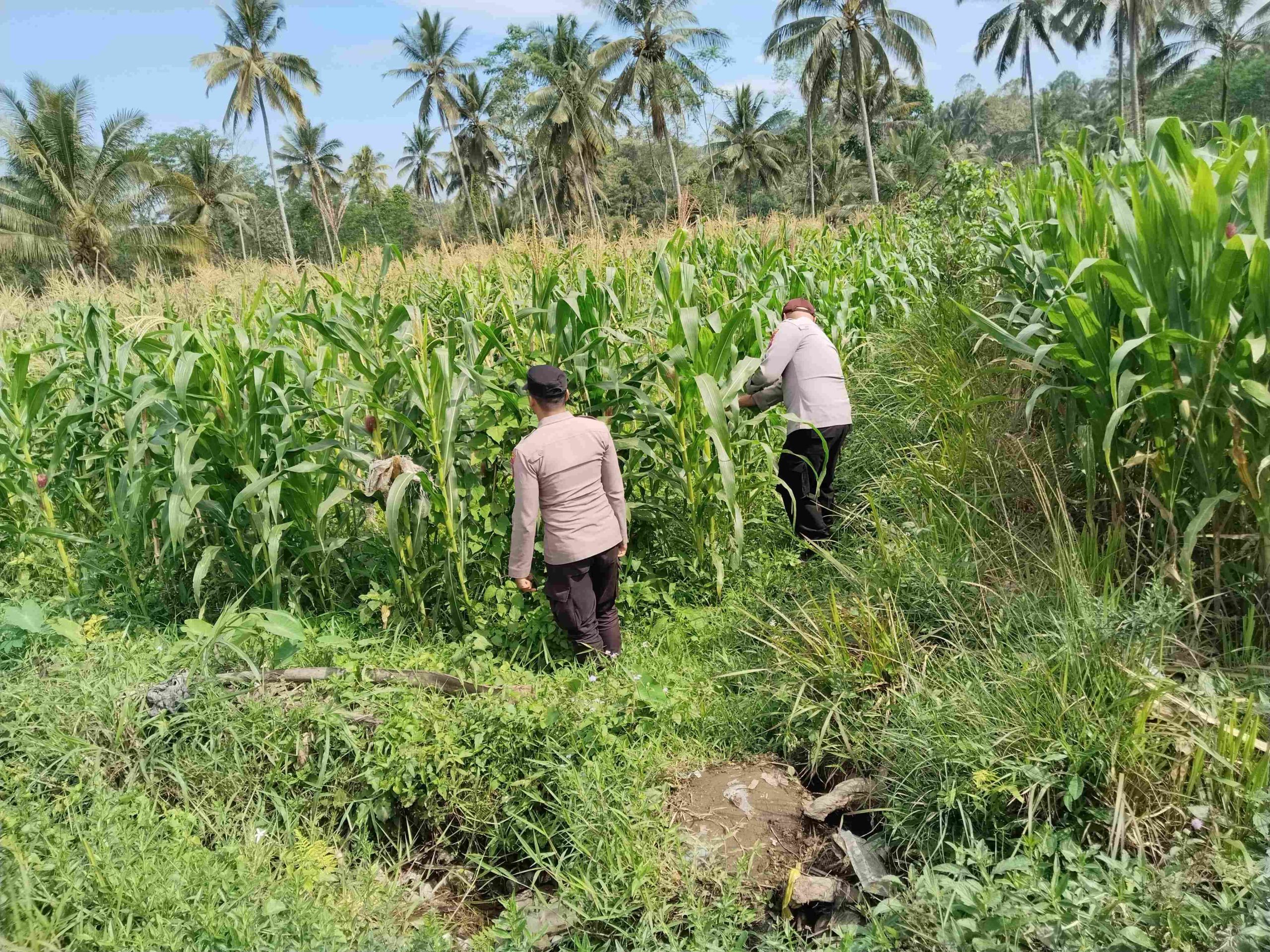 Polsek Pasrujambe Kawal Ketahanan Pangan, Bhabinkamtibmas Pantau Perkembangan Tanaman Jagung Warga