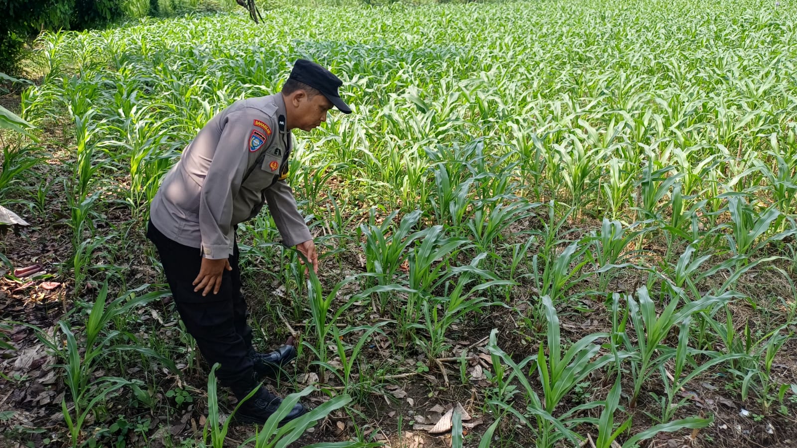 KAPOLSEK DAN BHABINKAMTIBMAS POLSEK LUMAJANG KOTA TUNJUKKAN KOMITMEN DUKUNG PROGRAM KETAHANAN PANGAN NASIONAL