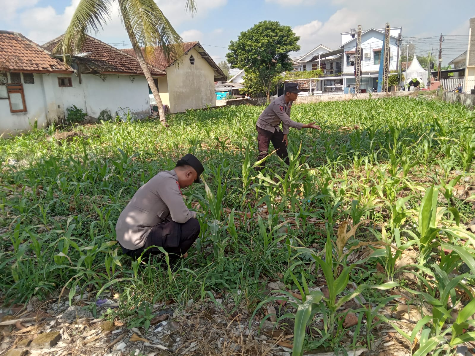 KAPOLSEK DAN BHABINKAMTIBMAS POLSEK JATIROTO DUKUNG KETAHANAN PANGAN