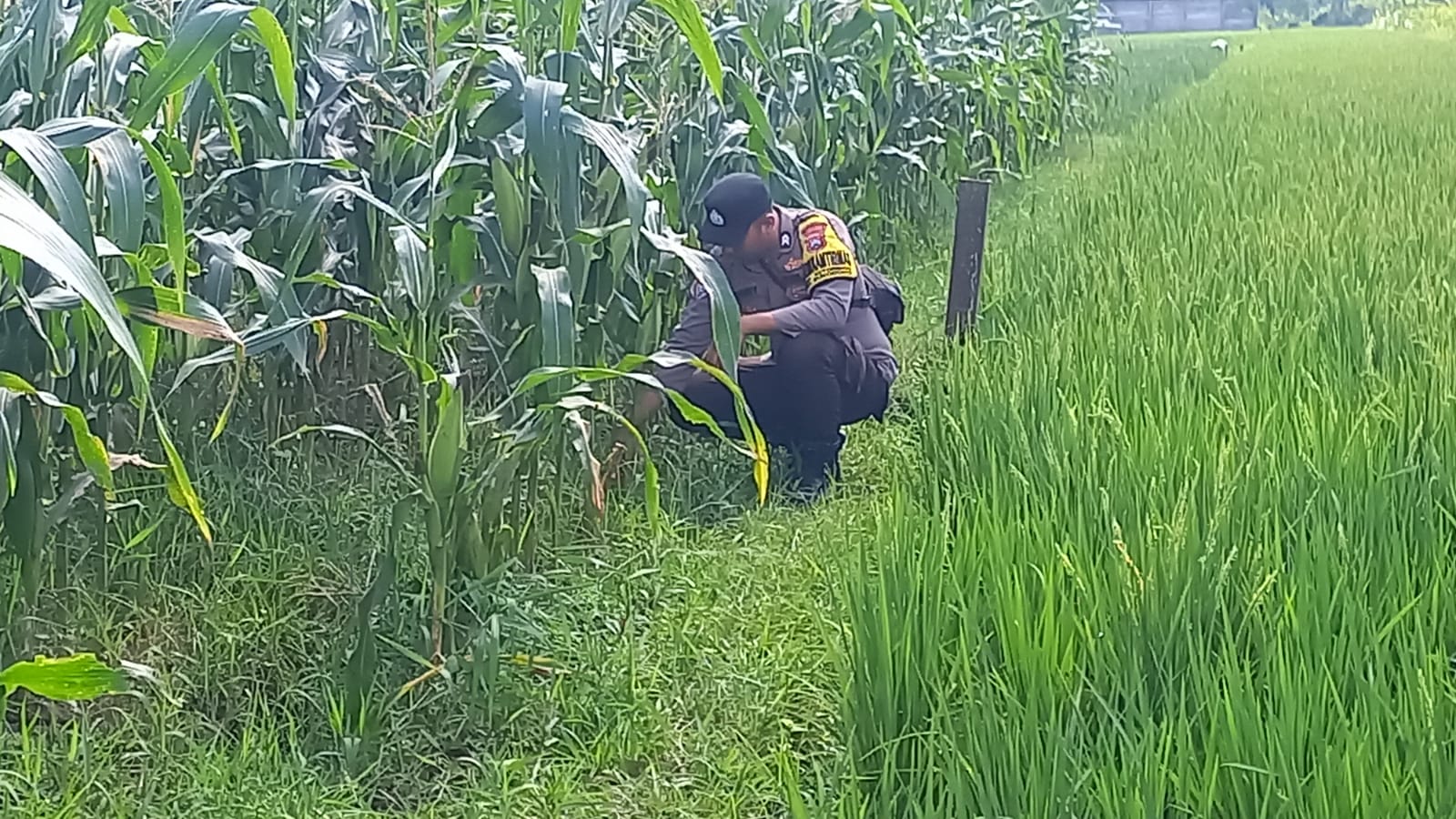 Kapolsek Sukodono dan Bhabinkamtibmas Perkuat Dukungan Ketahanan Pangan Melalui Pendampingan Petani
