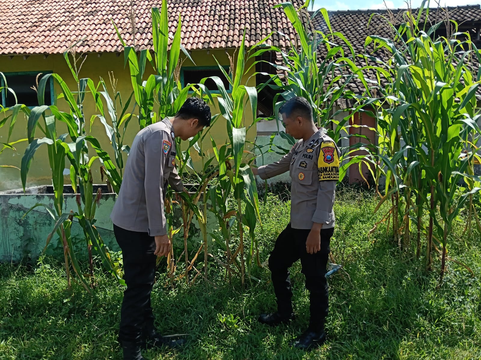 BHABINKAMTIBMAS POLSEK RANDUAGUNG DUKUNG PROGRAM KETAHANAN PANGAN