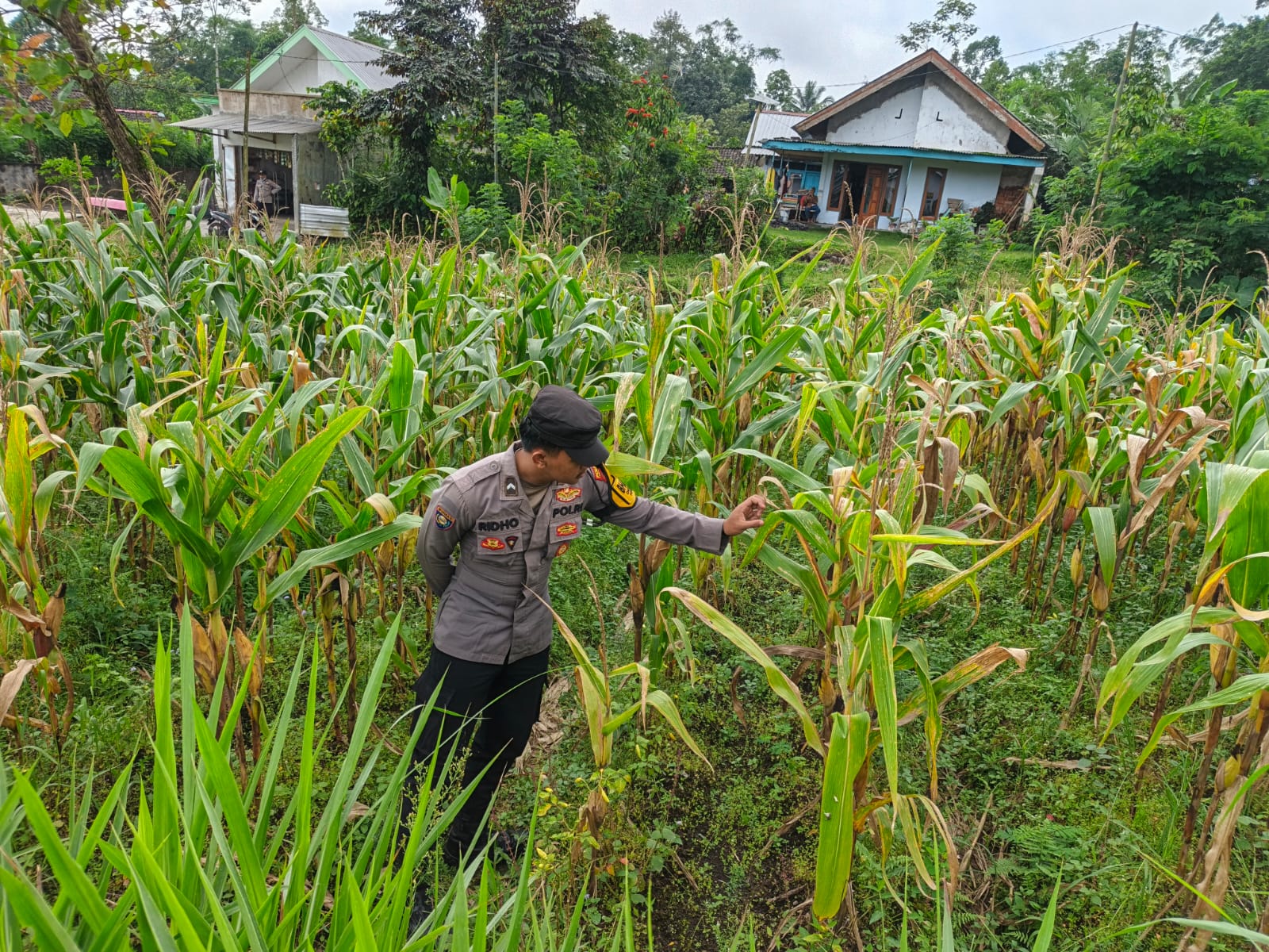 Bhabinkamtibmas Polsek Sumbersuko Tinjau Tanaman Jagung sebagai Dukungan Program Ketahanan Pangan Nasional