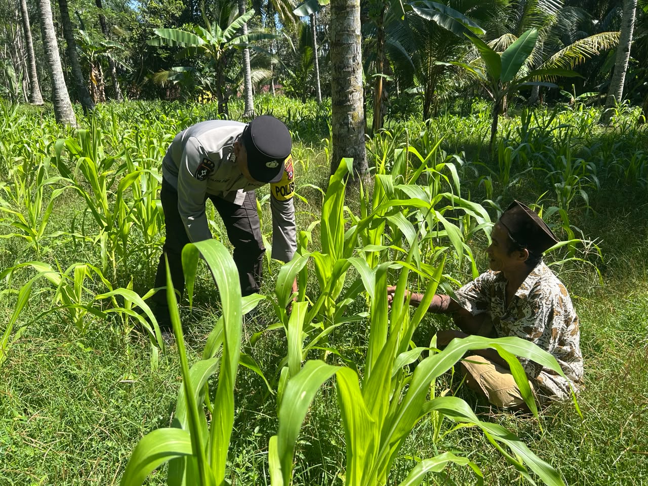Bhabinkamtibmas Polsek Ranuyoso Pantau Tanaman Jagung Warga, Dukung Program Ketahanan Pangan Nasional