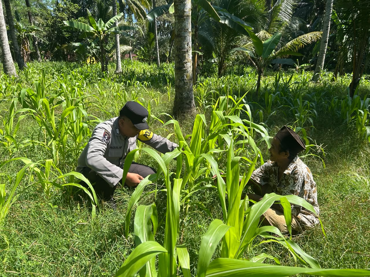 Wujudkan Ketahanan Pangan Nasional, Polsek Ranuyoso Dampingi Petani Jagung Desa