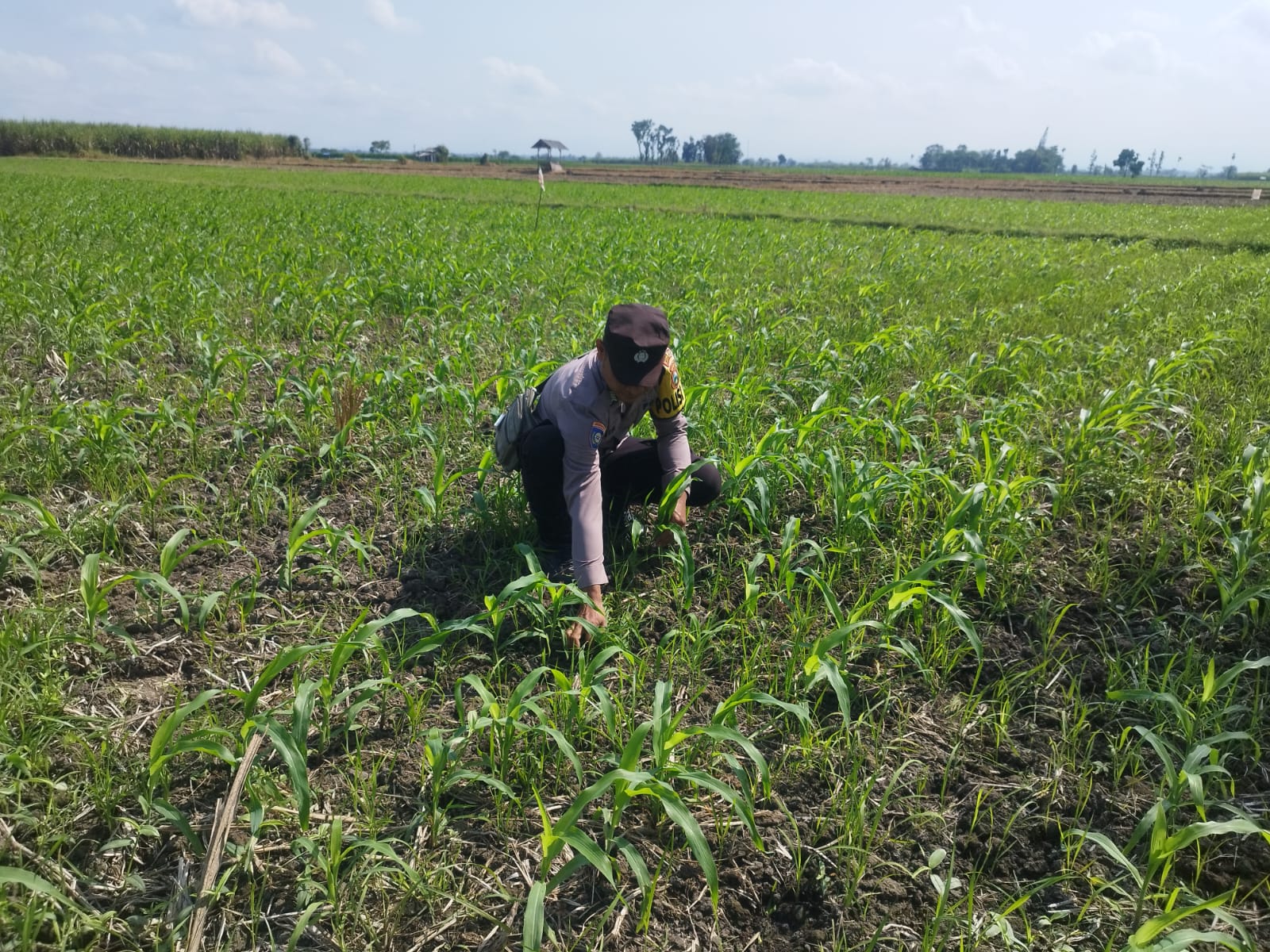 Bhabinkamtibmas Polsek Tekung Dampingi Warga Tanam Jagung, Wujud Nyata Dukungan Polri terhadap Ketahanan Pangan Nasional