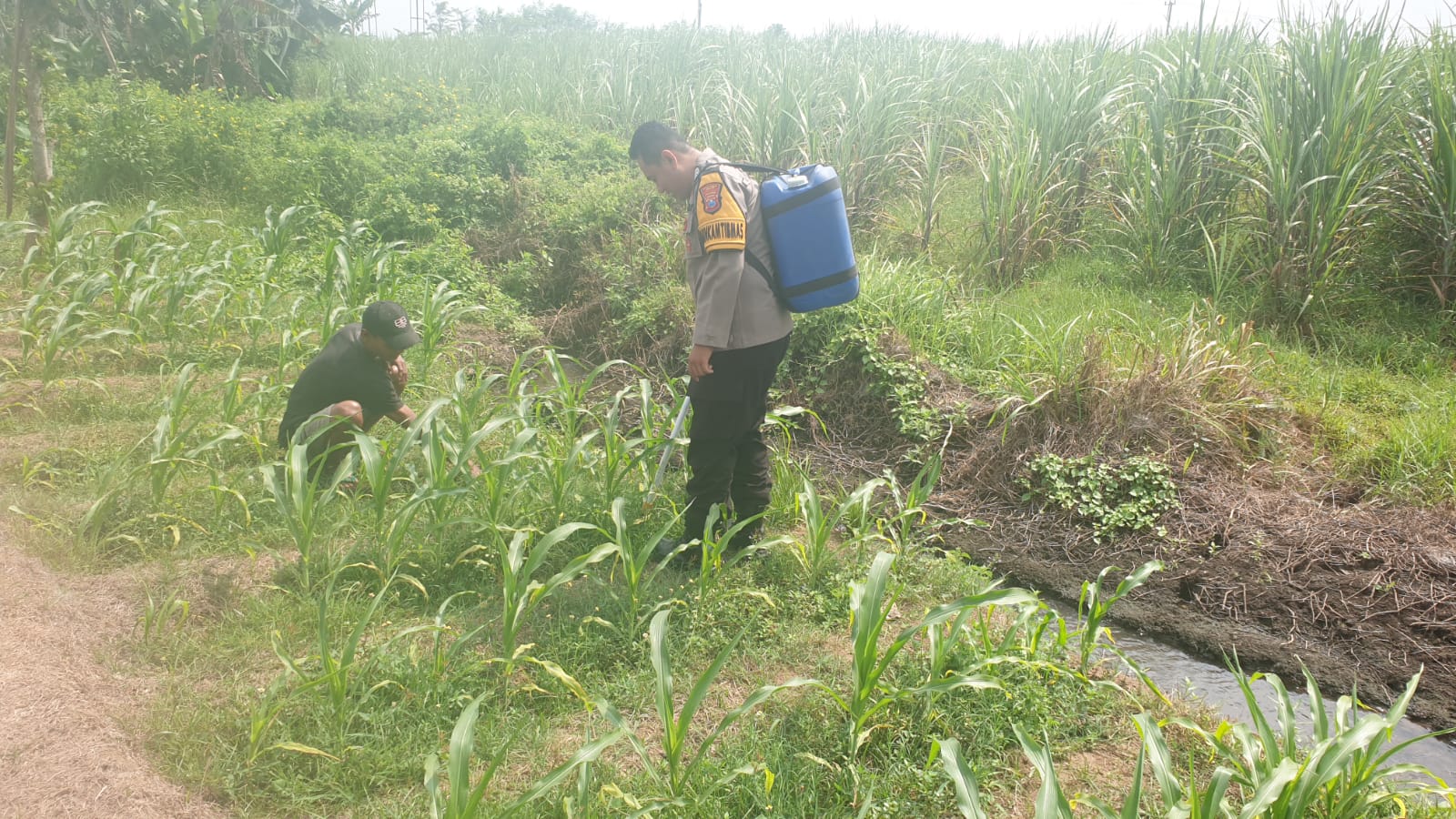 Polsek Rowokangkung Intensifkan Pendampingan Petani Jagung untuk Dukung Program Asta Cita Ketahanan Pangan Nasional
