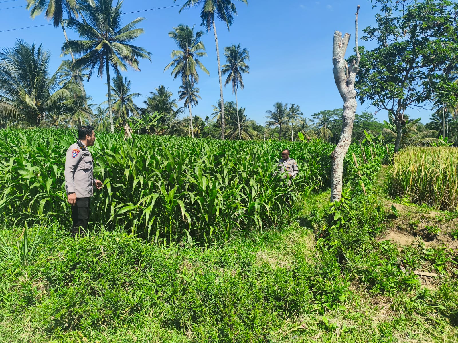 Polsek Pasrujambe Perkuat Dukungan Program Ketahanan Pangan Nasional Melalui Pengecekan Tanaman Jagung