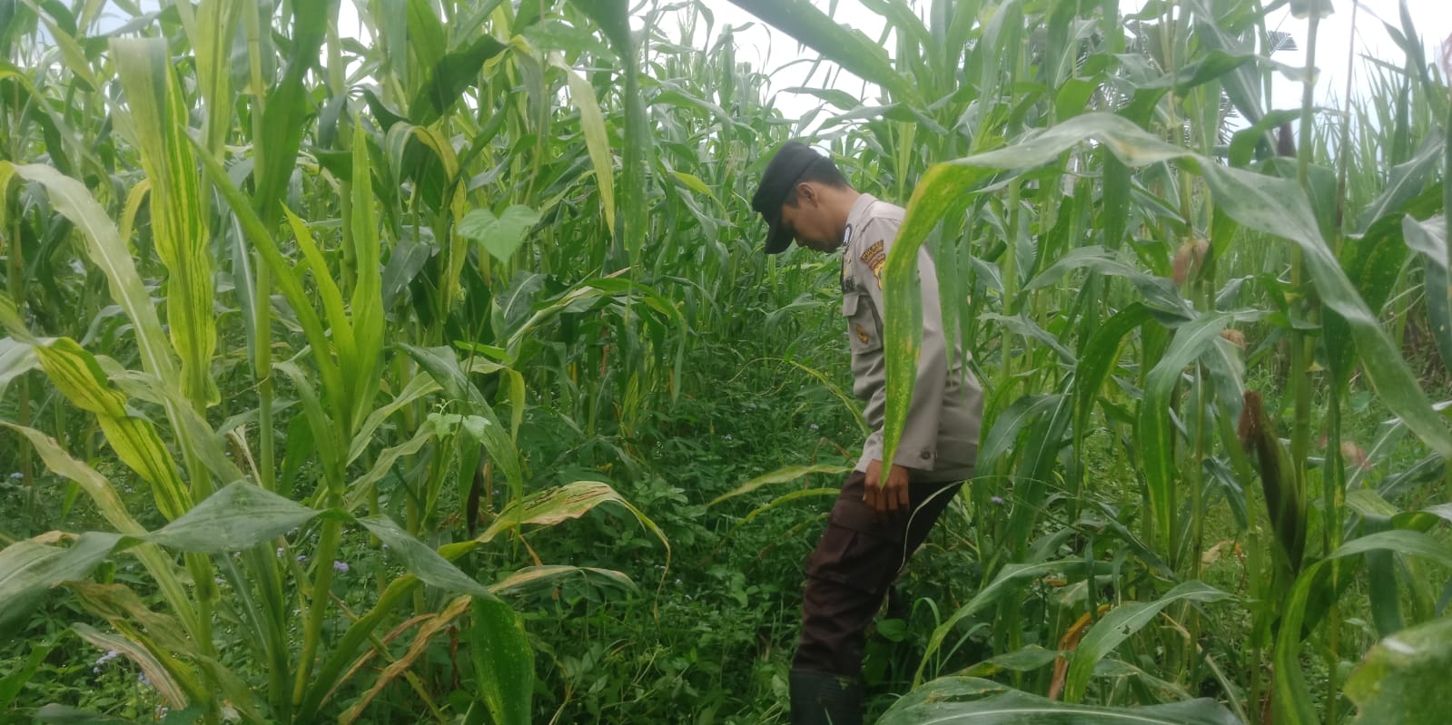 Polsek Pronojiwo Perkuat Dukungan Ketahanan Pangan Nasional Melalui Monitoring Tanaman Jagung