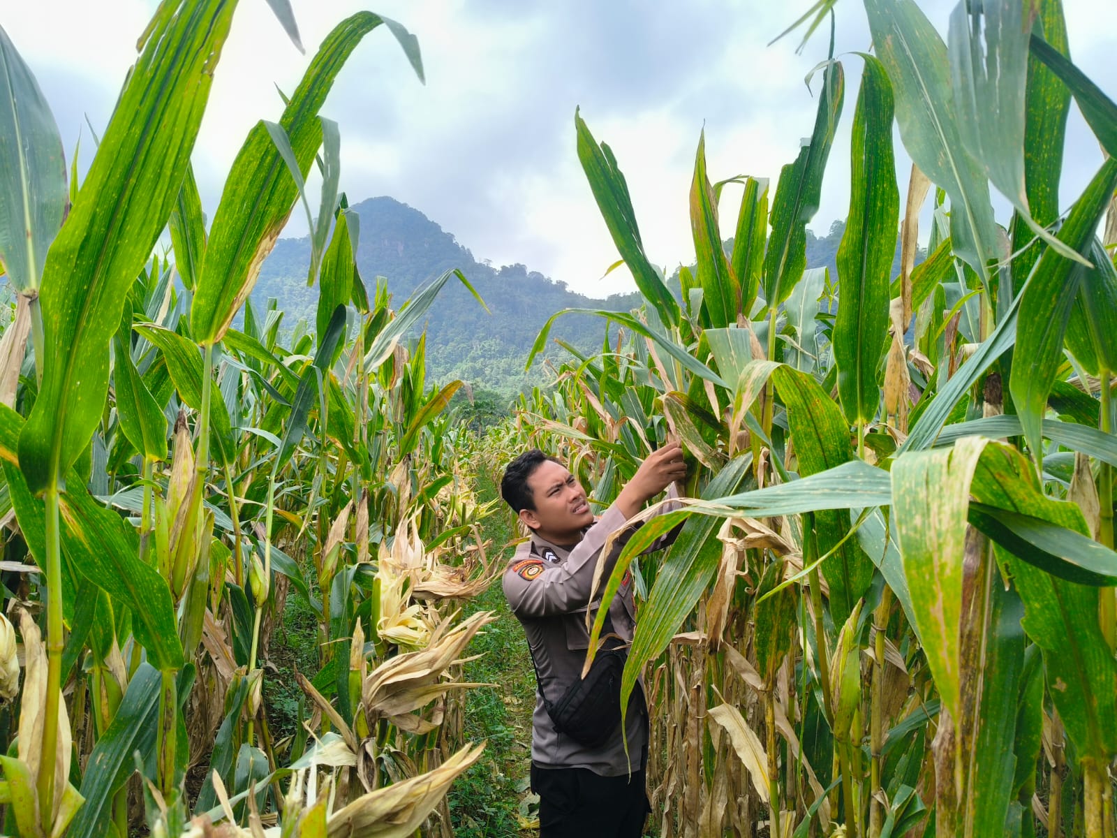 Polsek Tempursari Lumajang Kawal Ketahanan Pangan, Cek Lahan Jagung di Tegalrejo