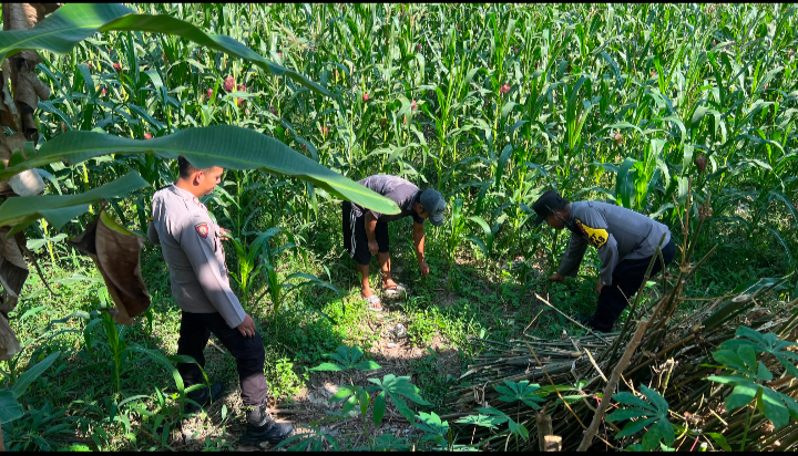 Sinergi Ketahanan Pangan, Polsek Lumajang Kota Tinjau Langsung Pertumbuhan Tanam Jagung di Desa Boreng