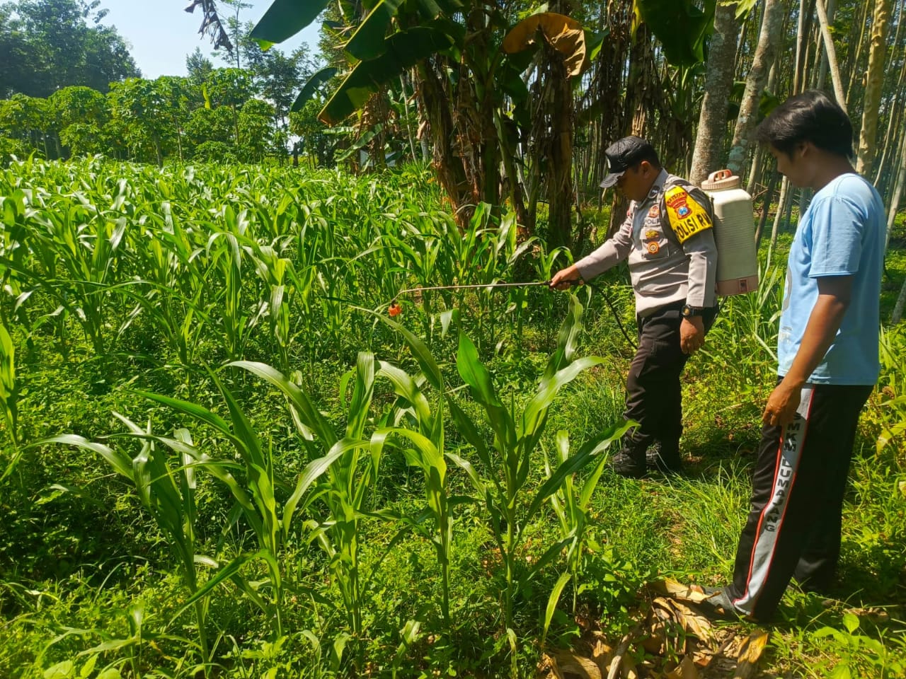 Polri Dukung Ketahanan Pangan Nasional, Polsek Tempeh Serap Aspirasi Petani untuk Antisipasi Kendala Musim Tanam