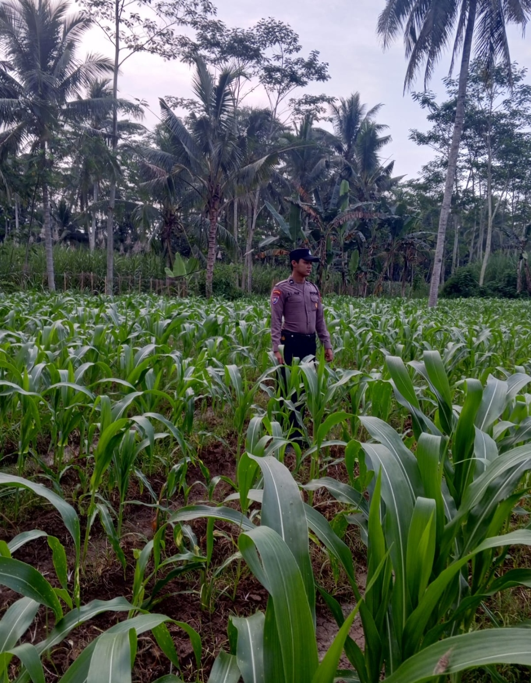 Kapolsek Klakah Bersama Bhabinkamtibmas Perkuat Dukungan Terhadap Program Ketahanan Pangan Nasional