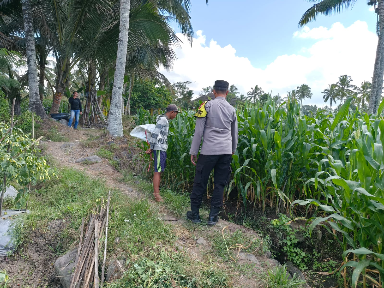 Polsek Candipuro Dukung Program Ketahanan Pangan, Tanaman Jagung di Desa Sumberrejo Tumbuh Optimal