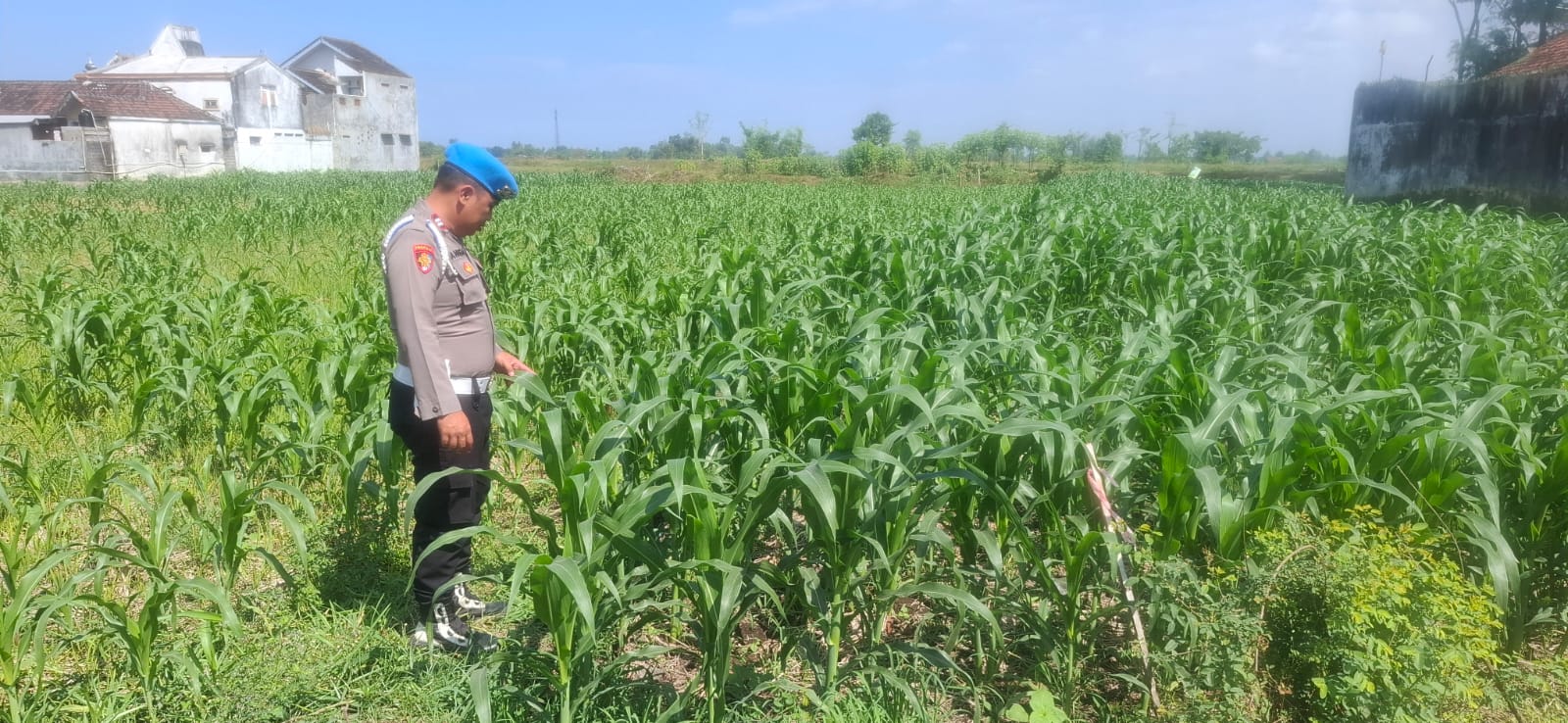 Polsek Yosowilangun Bersama Bhabinkamtibmas Perkuat Dukungan Ketahanan Pangan melalui Pendampingan Pertanian Masyarakat
