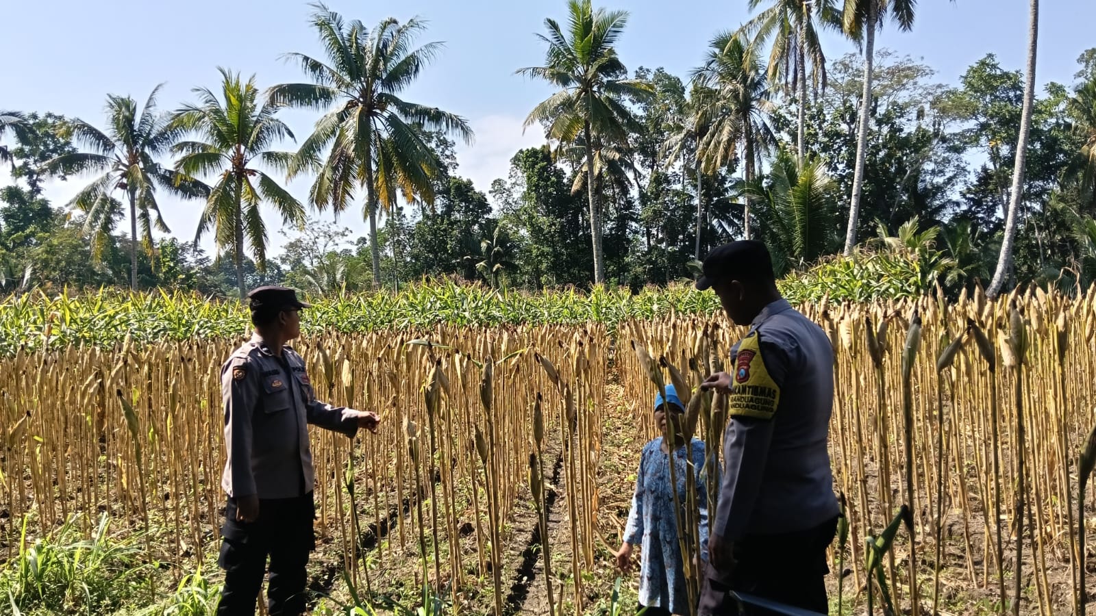 Wujud Nyata Sinergi, Bhabinkamtibmas Polsek Randuagung Dampingi Petani Wujudkan Ketahanan Pangan Nasional