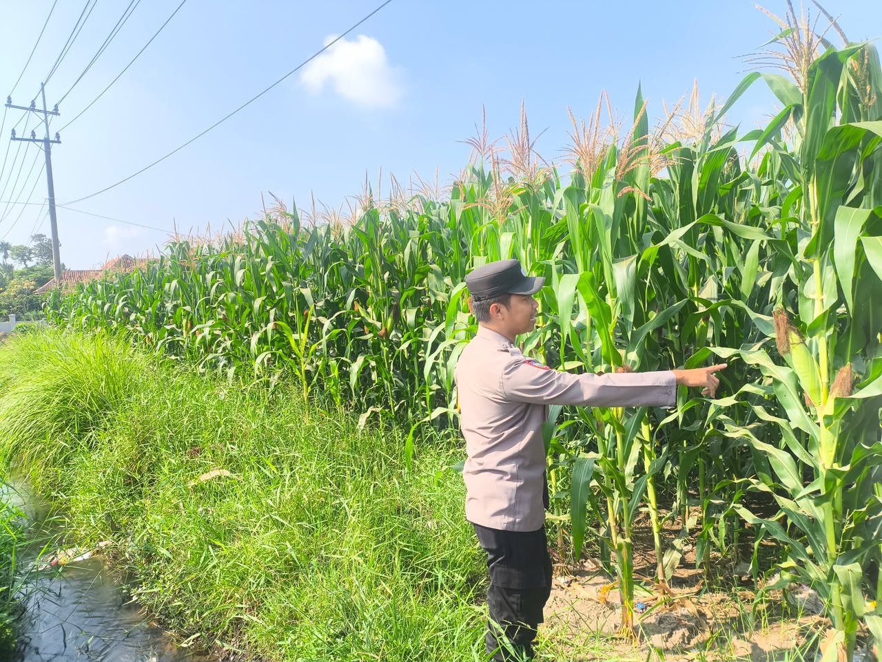Polsek Sumbersuko Perkuat Dukungan Ketahanan Pangan Nasional Melalui Pendampingan Tanaman Jagung
