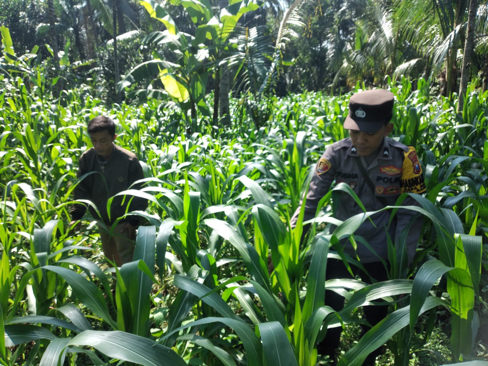 POLRI DUKUNG ASTA CITA PRESIDEN, BHABINKAMTIBMAS POLSEK RANUYOSO PERKUAT KETAHANAN PANGAN MELALUI PENDAMPINGAN PETANI