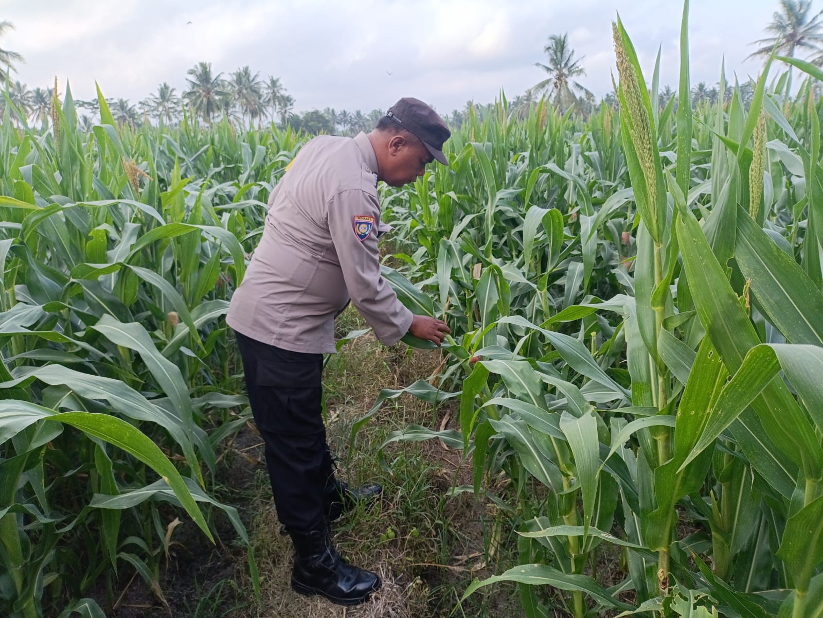 Bhabinkamtibmas Polsek Padang Perkuat Pendampingan Warga Dukung Program Ketahanan Pangan Nasional