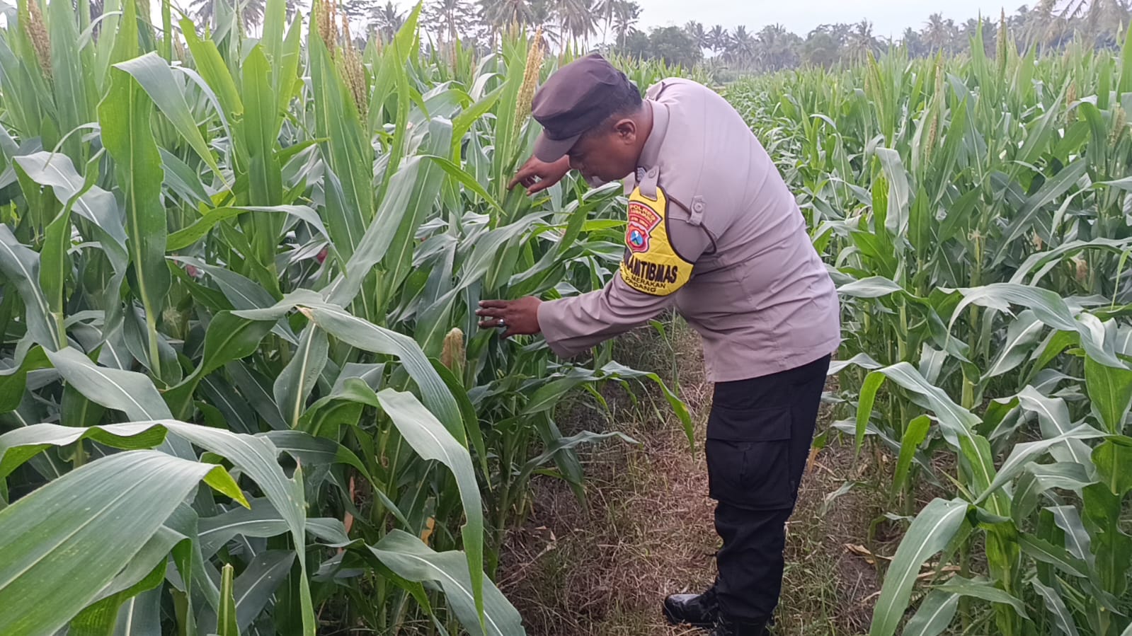 Dukung Asta Cita Presiden, Bhabinkamtibmas Polsek Padang Turun Langsung Dampingi Petani Jagung dan Pekarangan Gizi