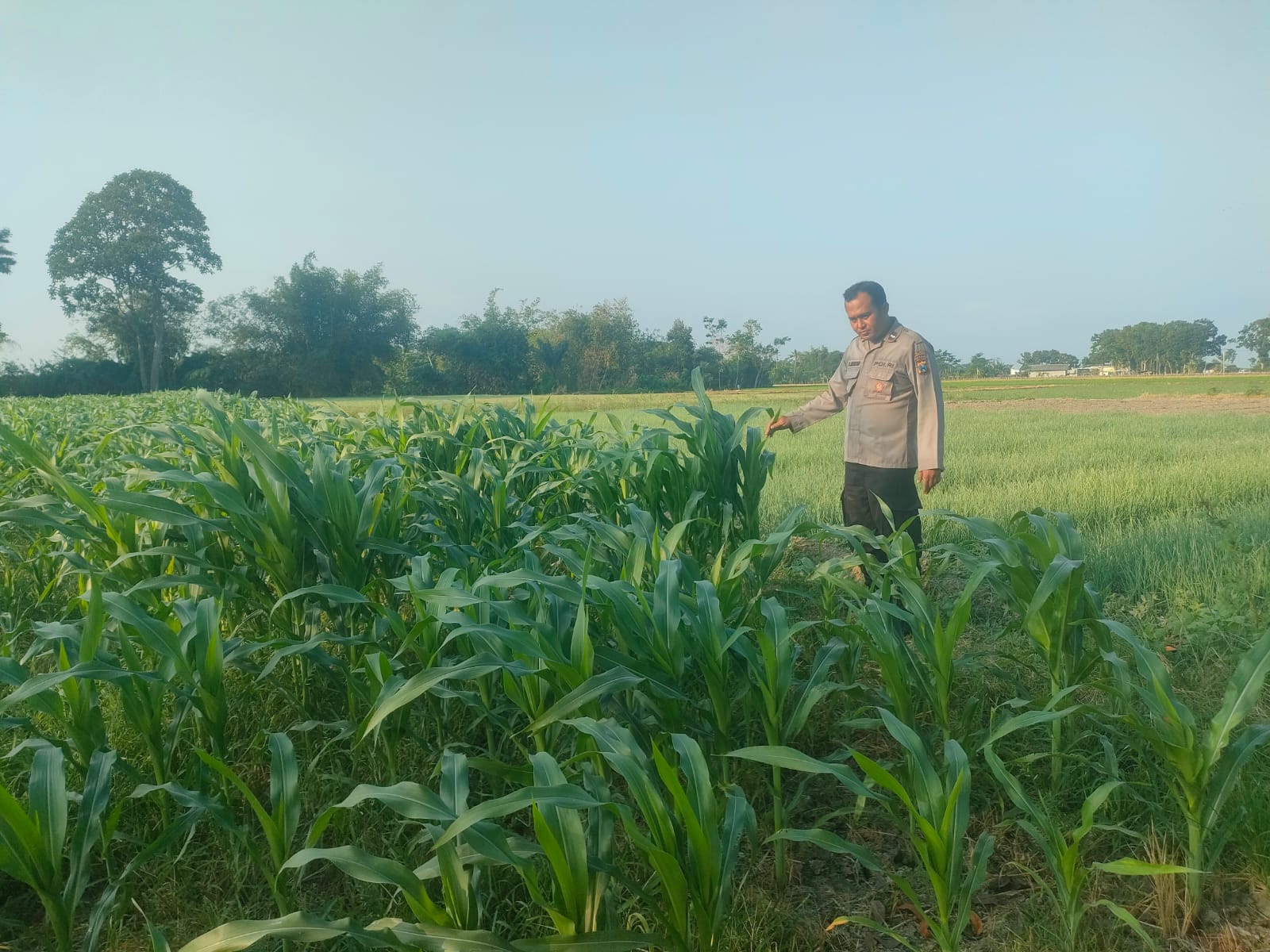 Bhabinkamtibmas Polsek Tekung Perkuat Ketahanan Pangan Melalui Pendampingan Petani di Desa Klampokarum