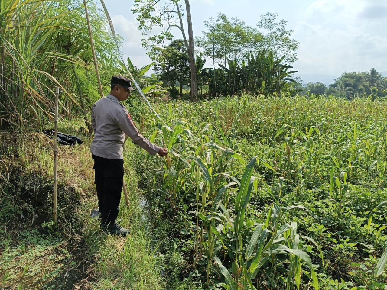 Bhabinkamtibmas Polsek Kedungjajang Perkuat Ketahanan Pangan Melalui Pendampingan Petani Jagung