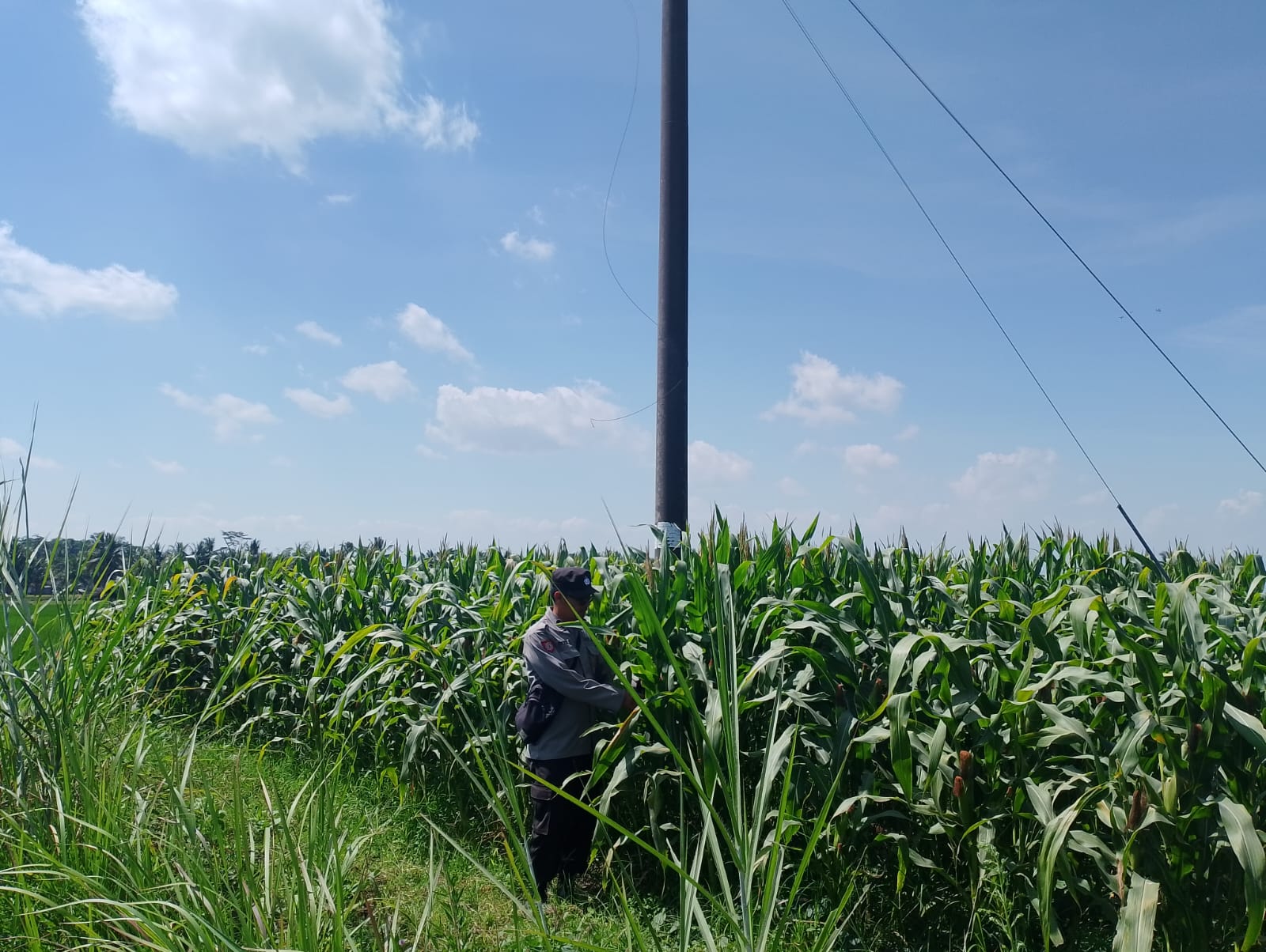 BHABINKAMTIBMAS POLSEK PASRUJAMBE DUKUNG PROGRAM KETAHANAN PANGAN MELALUI PENDAMPINGAN PETANI