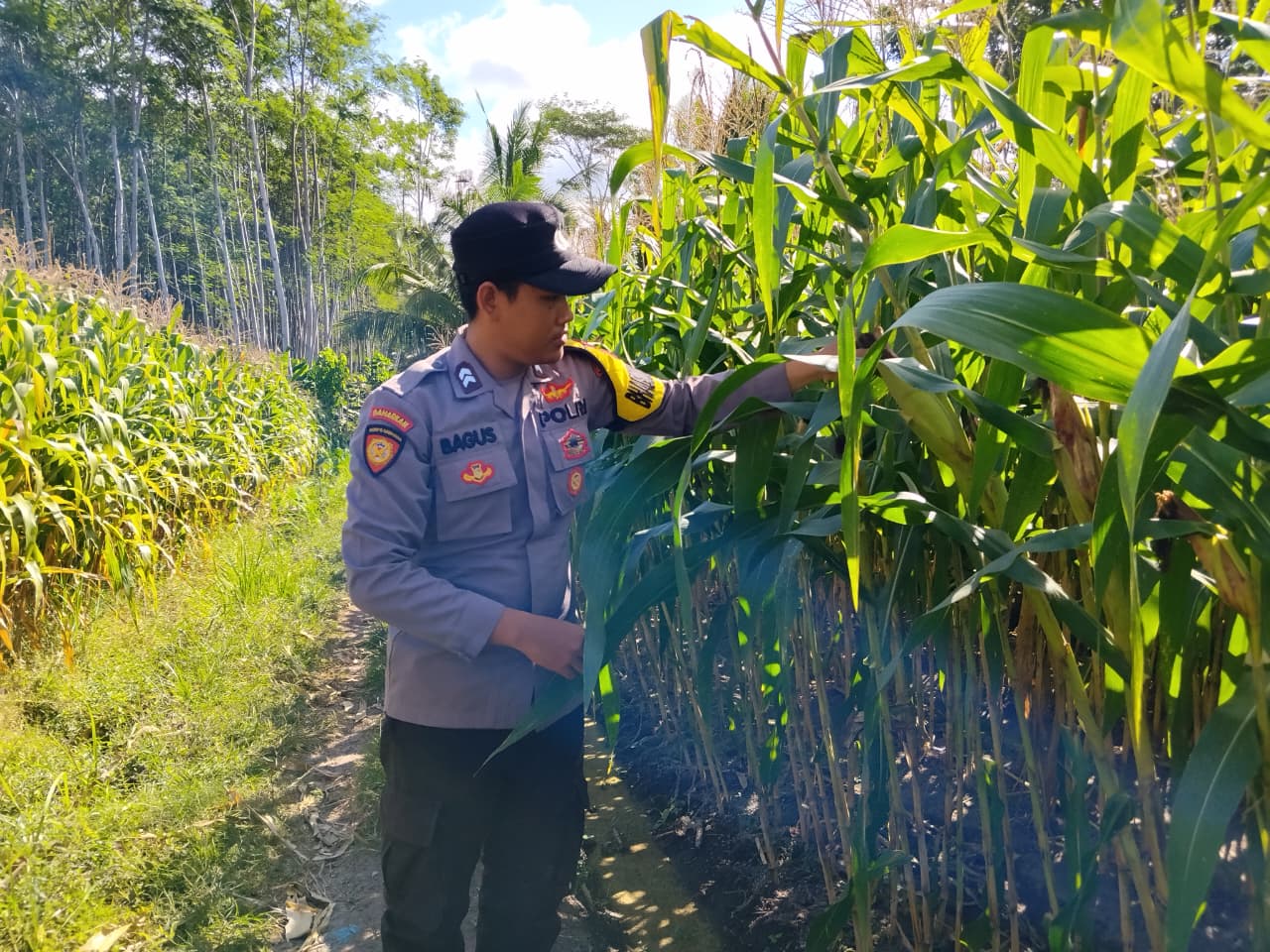 Perkuat Ketahanan Pangan, Polsek Tempursari Turun Langsung Kawal Petani Jagung di Desa Tegalrejo