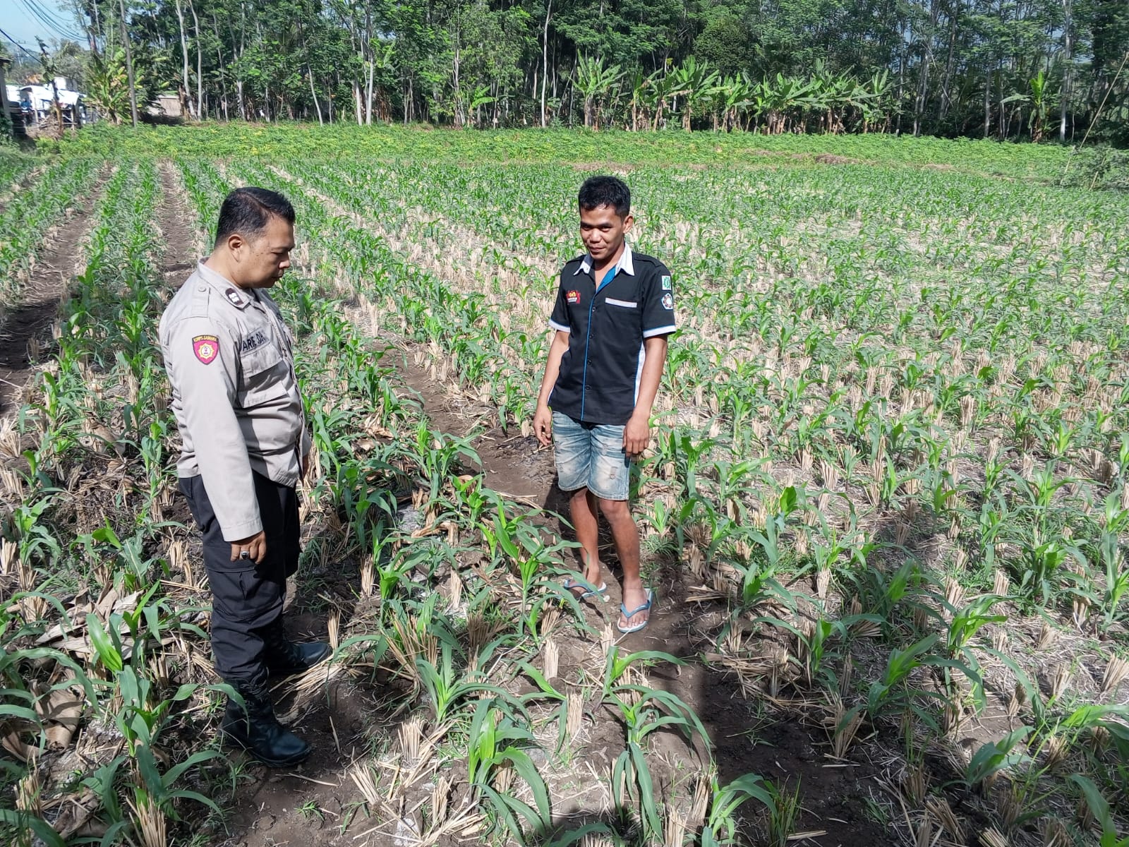 Kanit Binmas Polsek Klakah Perkuat Dukungan Program Asta Cita Melalui Pendampingan Petani