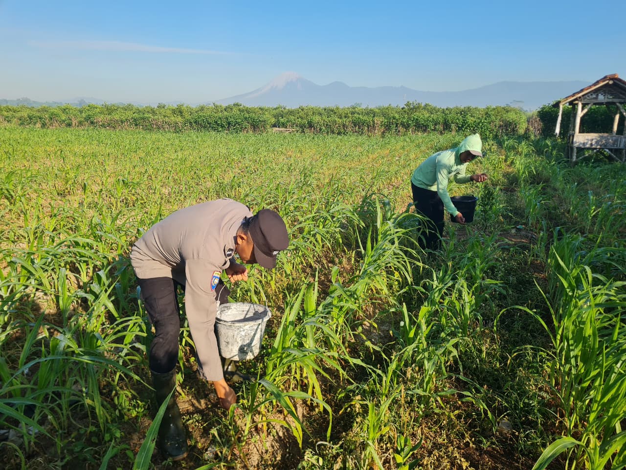 Bhabinkamtibmas Desa Selokgondang Dampingi Petani Lakukan Pemupukan Jagung, Wujud Dukungan Asta Cita Presiden