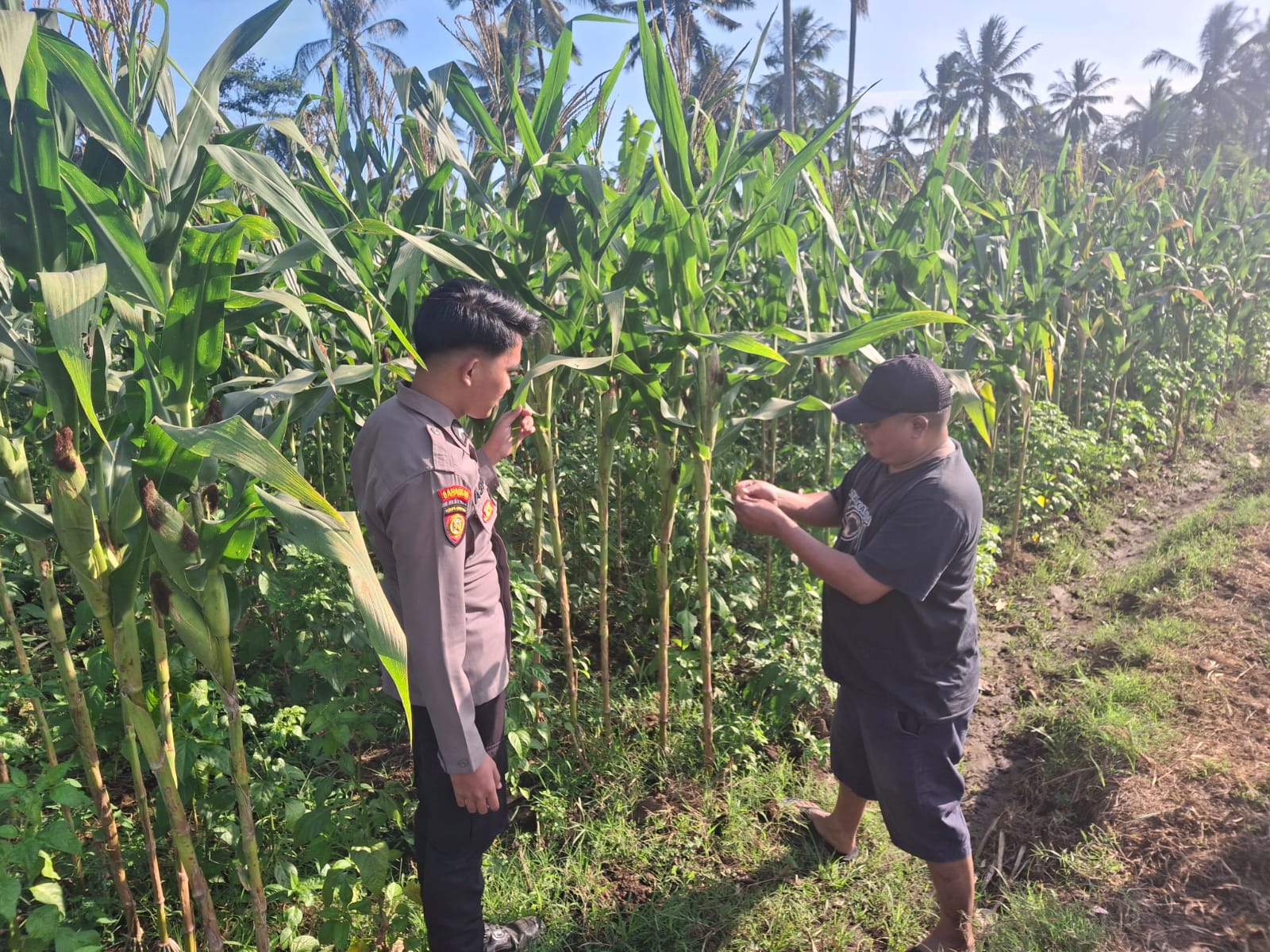 Polsek Randuagung Intensifkan Pendampingan Petani Jagung untuk Perkuat Program Ketahanan Pangan Nasional