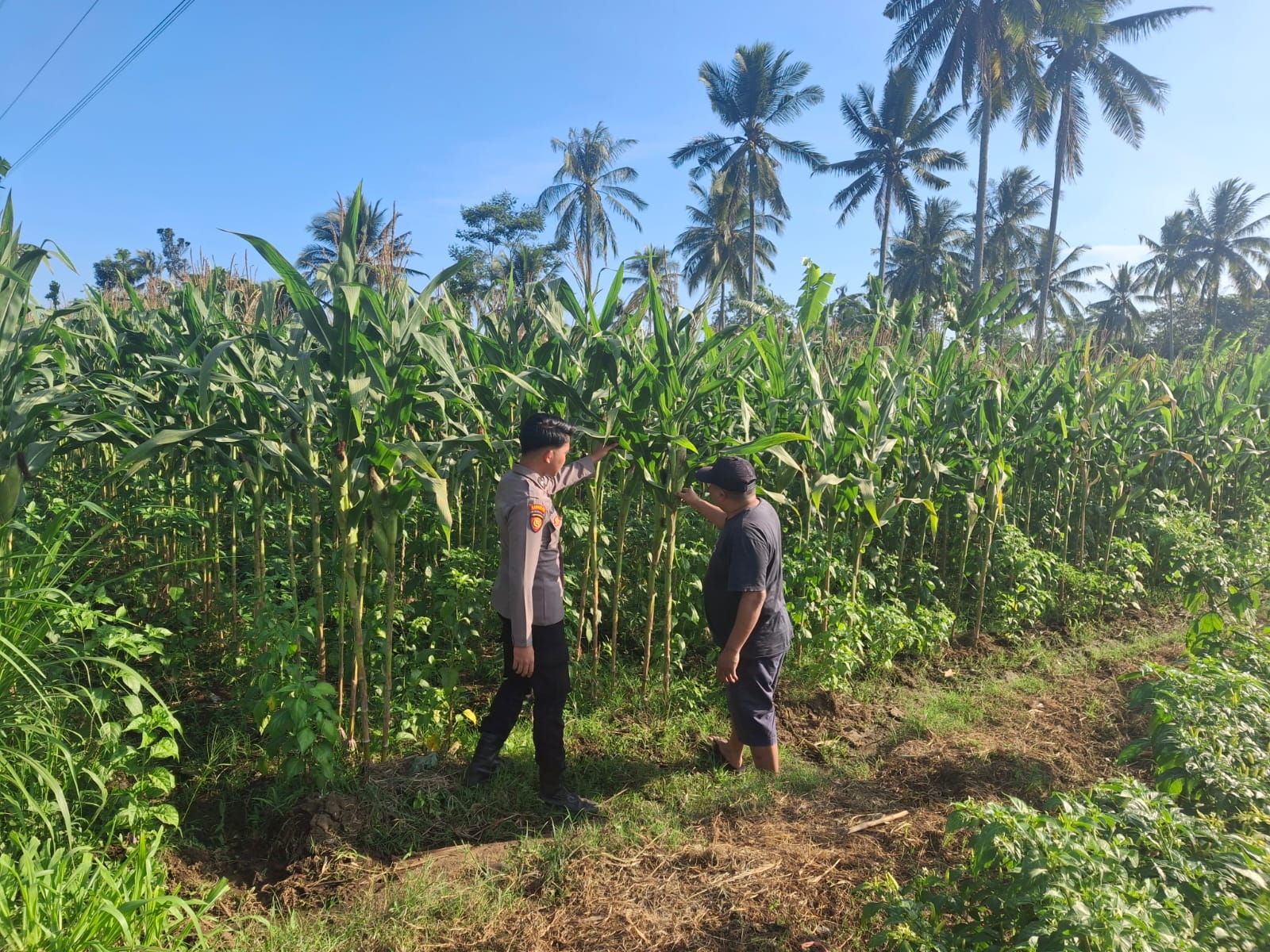 Program Asta Cita ketahanan pangan tanam jagung Polsek Randuagung Polres Lumajang