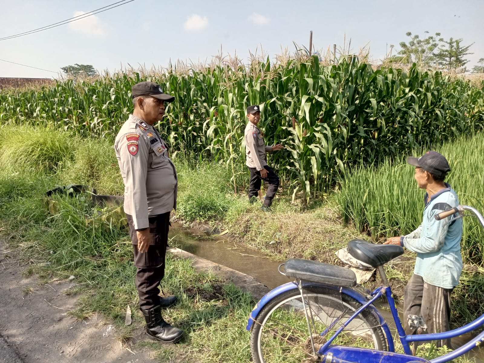 Bhabinkamtibmas Polsek Sumbersuko Lakukan Pengecekan Tanaman Jagung sebagai Dukungan Program Ketahanan Pangan Nasional