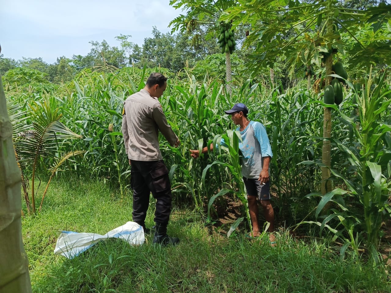 Bhabinkamtibmas Polsek Kunir Tinjau Perkembangan Jagung Warga, Perkuat Dukungan Polri terhadap Program Ketahanan Pangan Nasional