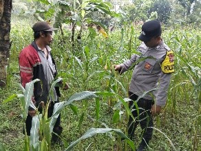 Bhabinkamtibmas Polsek Ranuyoso Cek Perkembangan Tanaman Jagung Warga, Dukung Program Ketahanan Pangan Nasional