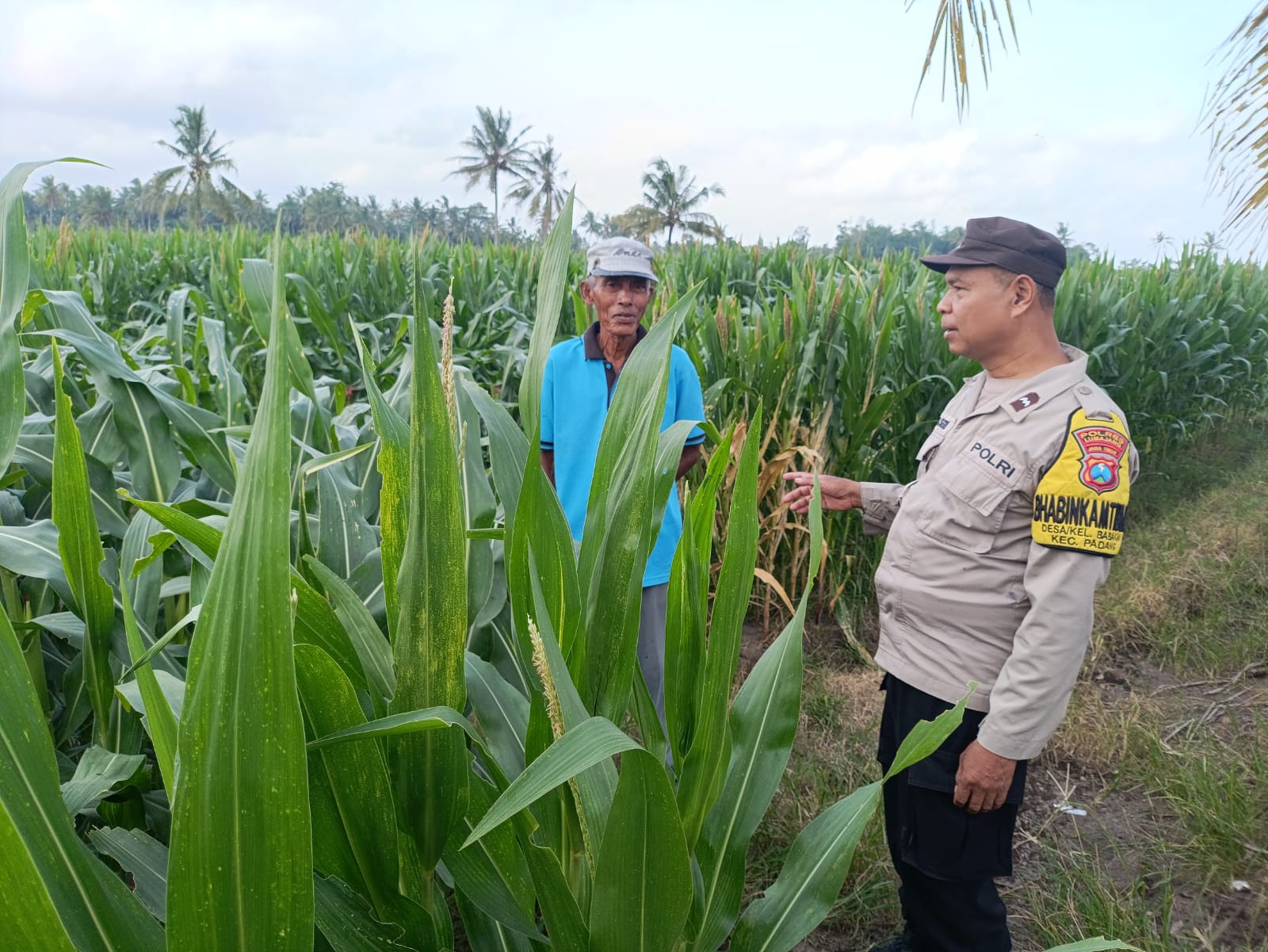Bhabinkamtibmas Polsek Padang Aktif Dukung Program Ketahanan Pangan Melalui Pendampingan Masyarakat