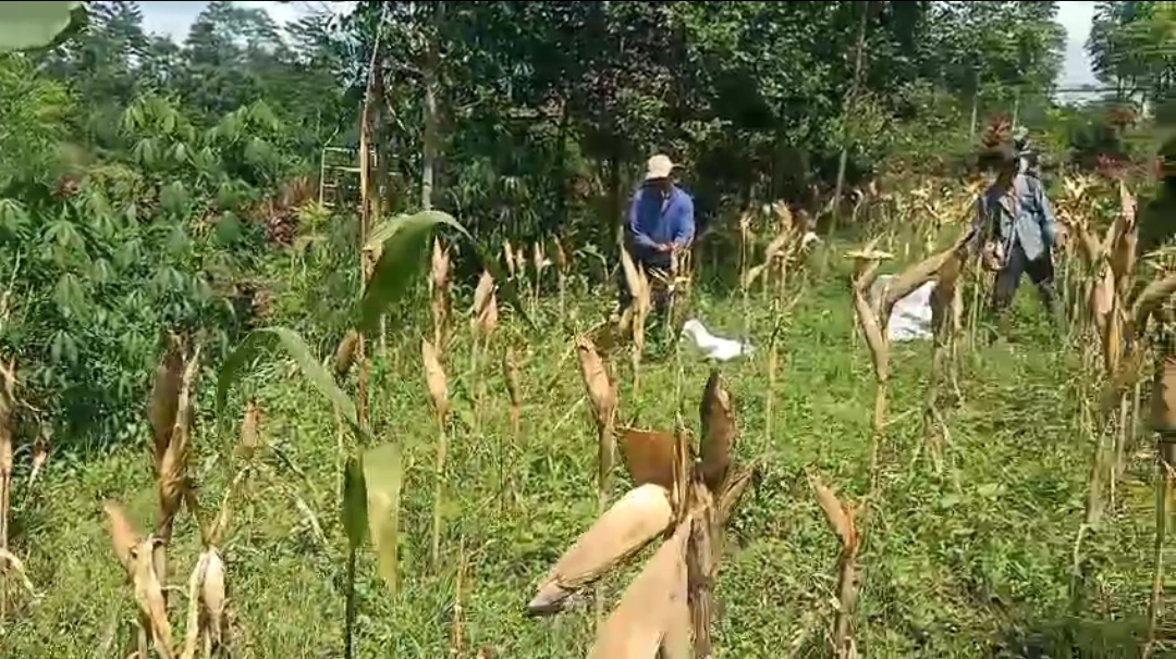 Bhabinkamtibmas Polsek Senduro Hadiri Panen Jagung, Perkuat Dukungan Polri terhadap Program Ketahanan Pangan Nasional