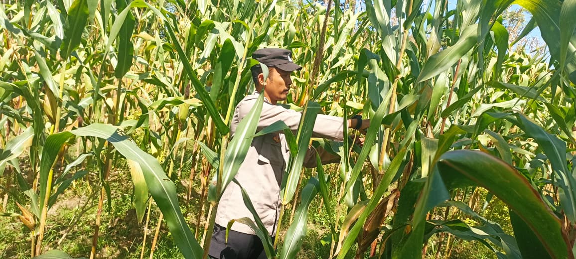 Bhabinkamtibmas Polsek Tekung Dorong Warga Desa Wonogriyo Perkuat Ketahanan Pangan melalui Pertanian