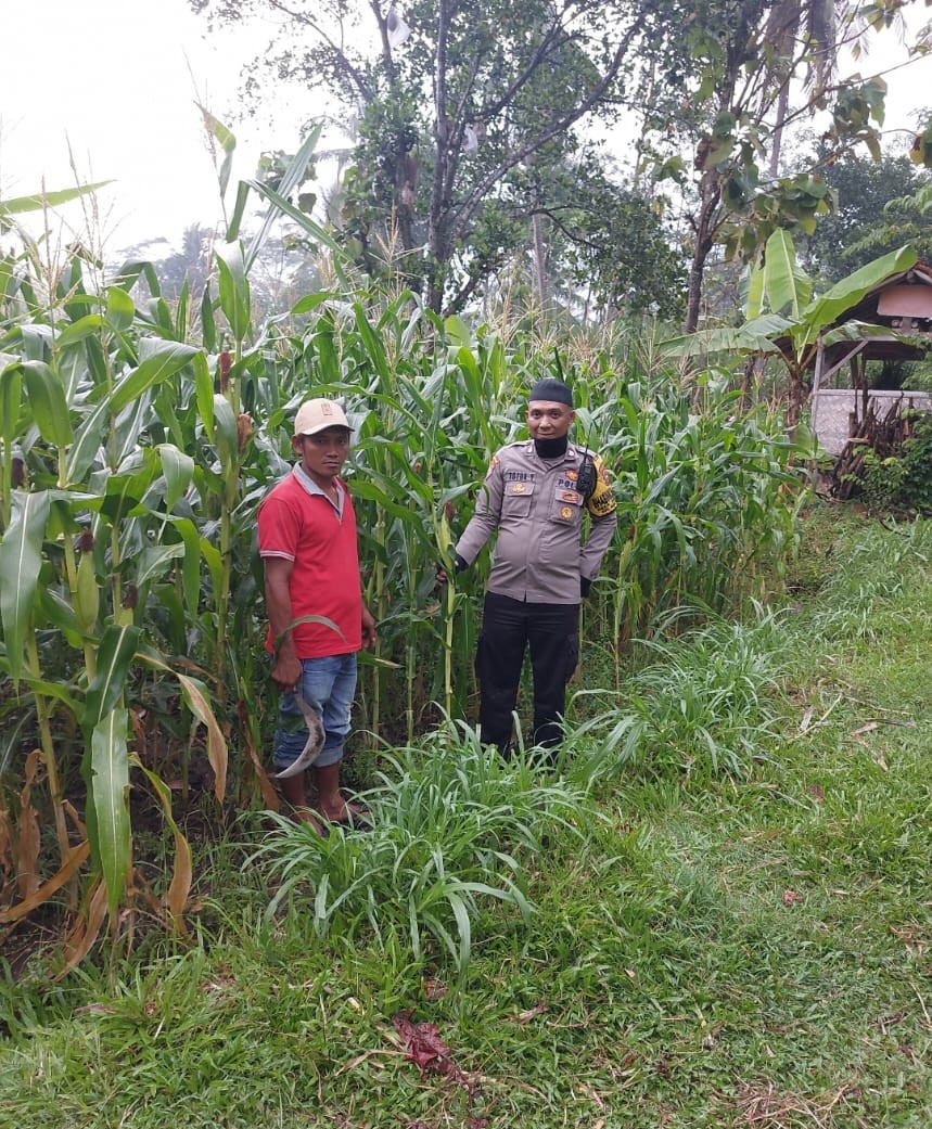 Bhabinkamtibmas Polsek Kedungjajang Dorong Warga Perkuat Ketahanan Pangan melalui Budidaya Jagung