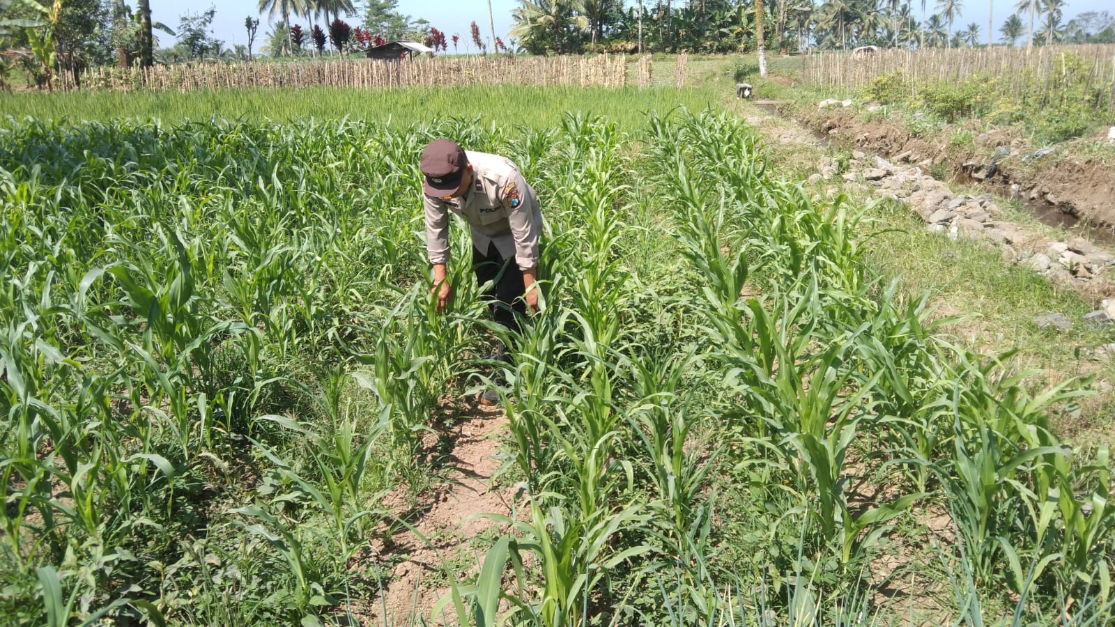 Bhabinkamtibmas Polsek Pasrujambe Perkuat Ketahanan Pangan melalui Pendampingan Penanaman Jagung
