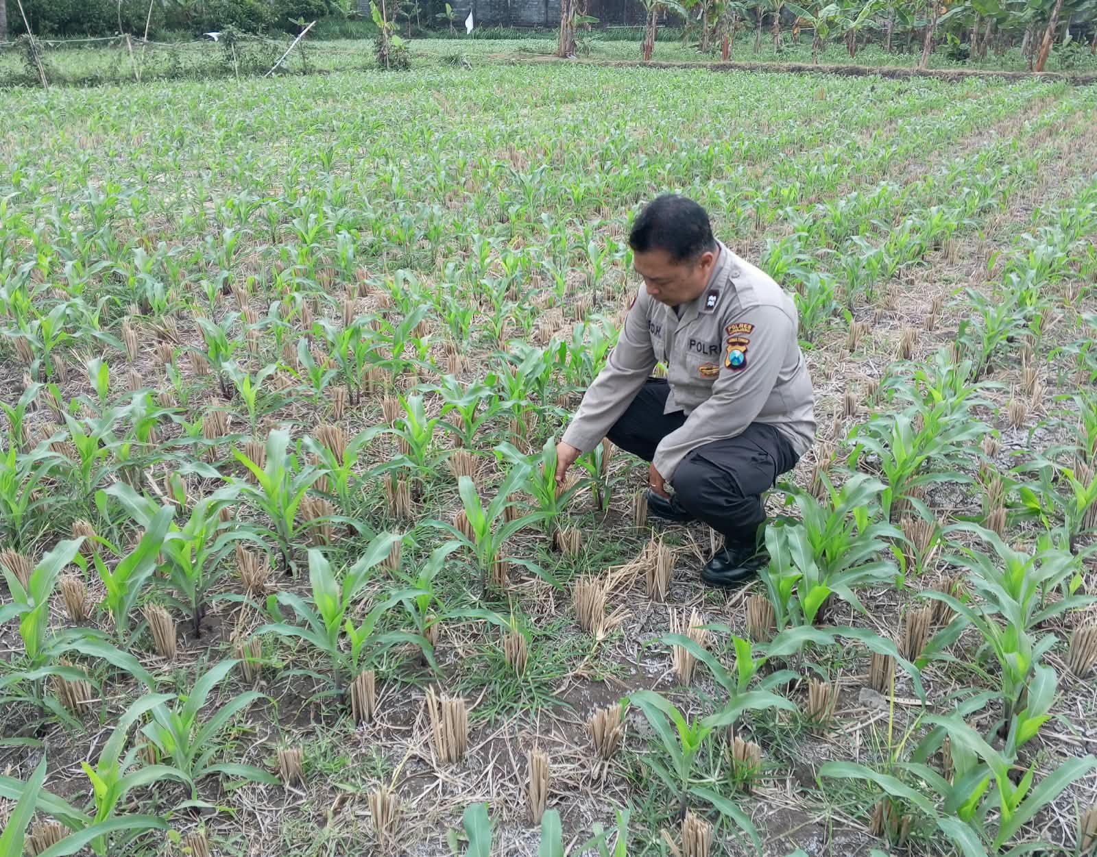 Bhabinkamtibmas Polsek Klakah Dorong Warga Perkuat Ketahanan Pangan melalui Penanaman Jagung dan Pekarangan Pangan Bergizi