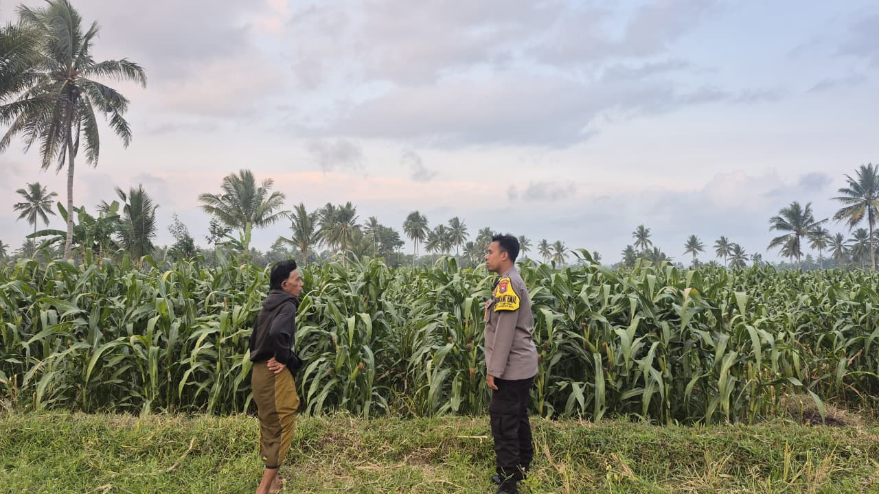 Polsek Candipuro Dorong Ketahanan Pangan Melalui Budidaya Jagung dalam Mendukung Program Asta Cita Presiden