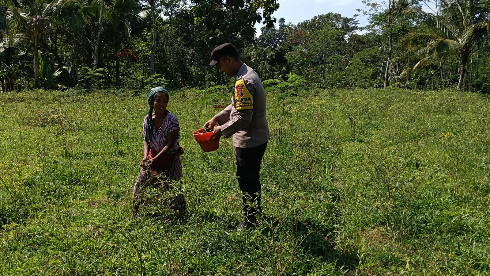 Bhabinkamtibmas Polsek Randuagung Dorong Petani Desa Tunjung Perkuat Ketahanan Pangan melalui Budidaya Cabai