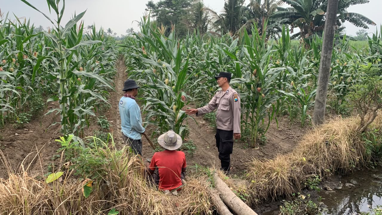 Bhabinkamtibmas Polsek Sumbersuko Serap Aspirasi Petani untuk Dukung Ketahanan Pangan Nasional