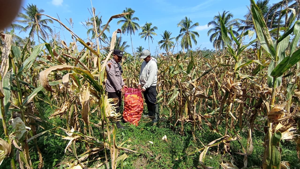 Bhabinkamtibmas Polsek Senduro Dampingi Petani Panen Jagung, Perkuat Dukungan terhadap Ketahanan Pangan