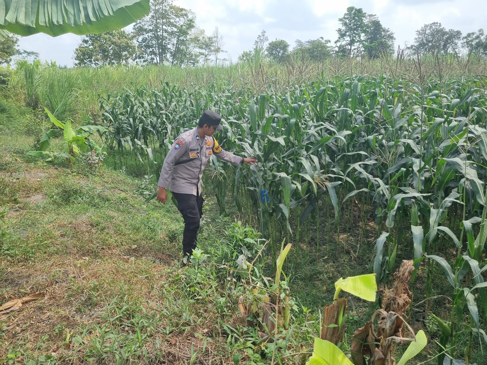 Bhabinkamtibmas Polsek Tekung Pantau Pertumbuhan Jagung, Dukung Program Asta Cita dan Ketahanan Pangan