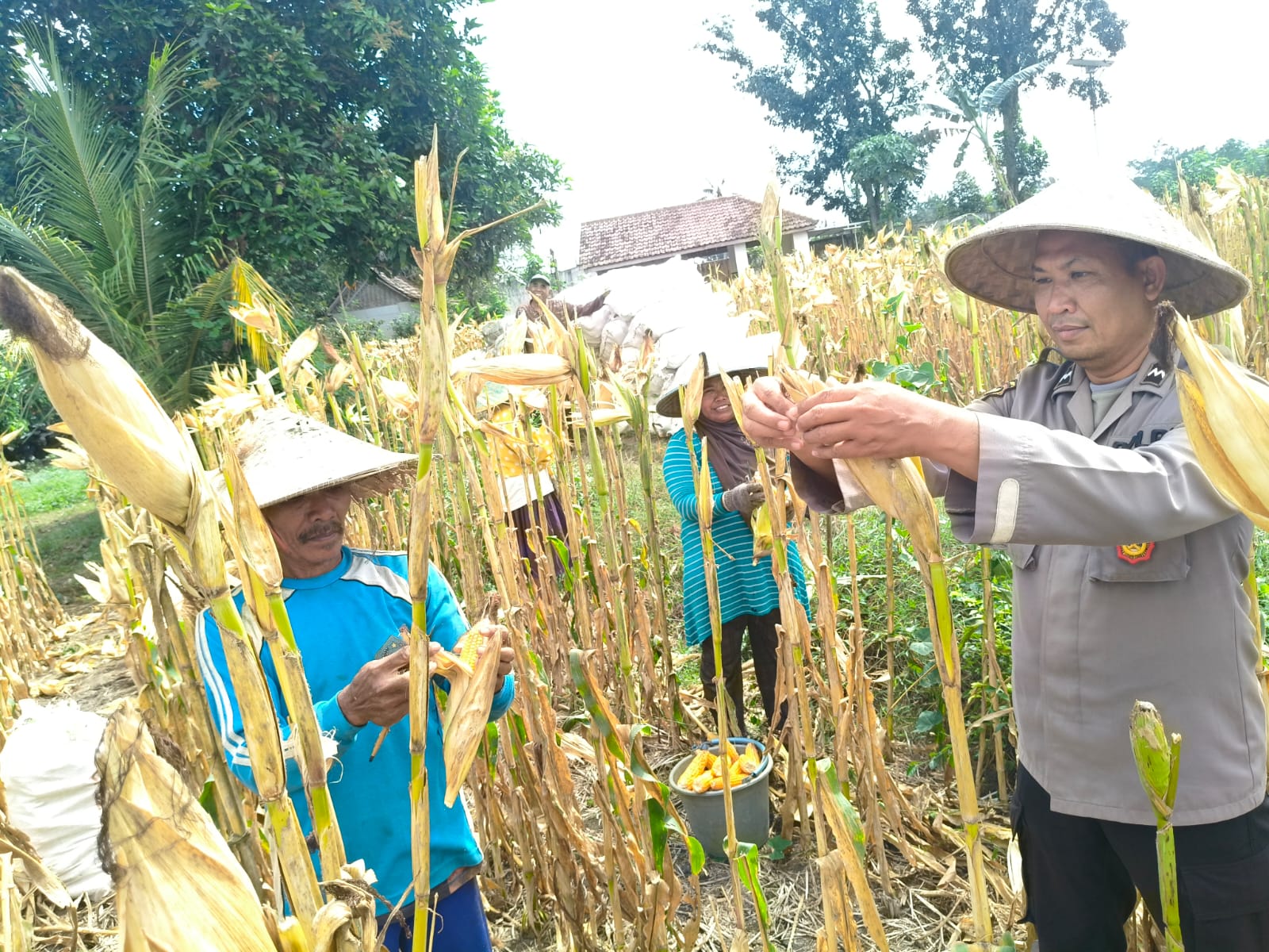 Bhabinkamtibmas Polsek Rowokangkung Dampingi Petani Panen Jagung, Dukung Ketahanan Pangan Nasional
