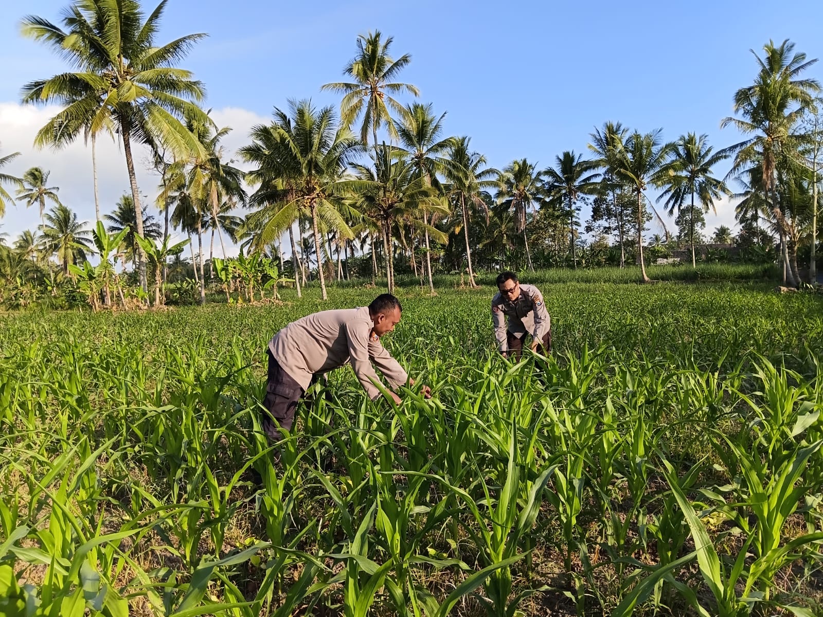 Bhabinkamtibmas Polsek Pasrujambe Dorong Ketahanan Pangan melalui Penanaman Jagung dan Pekarangan Bergizi
