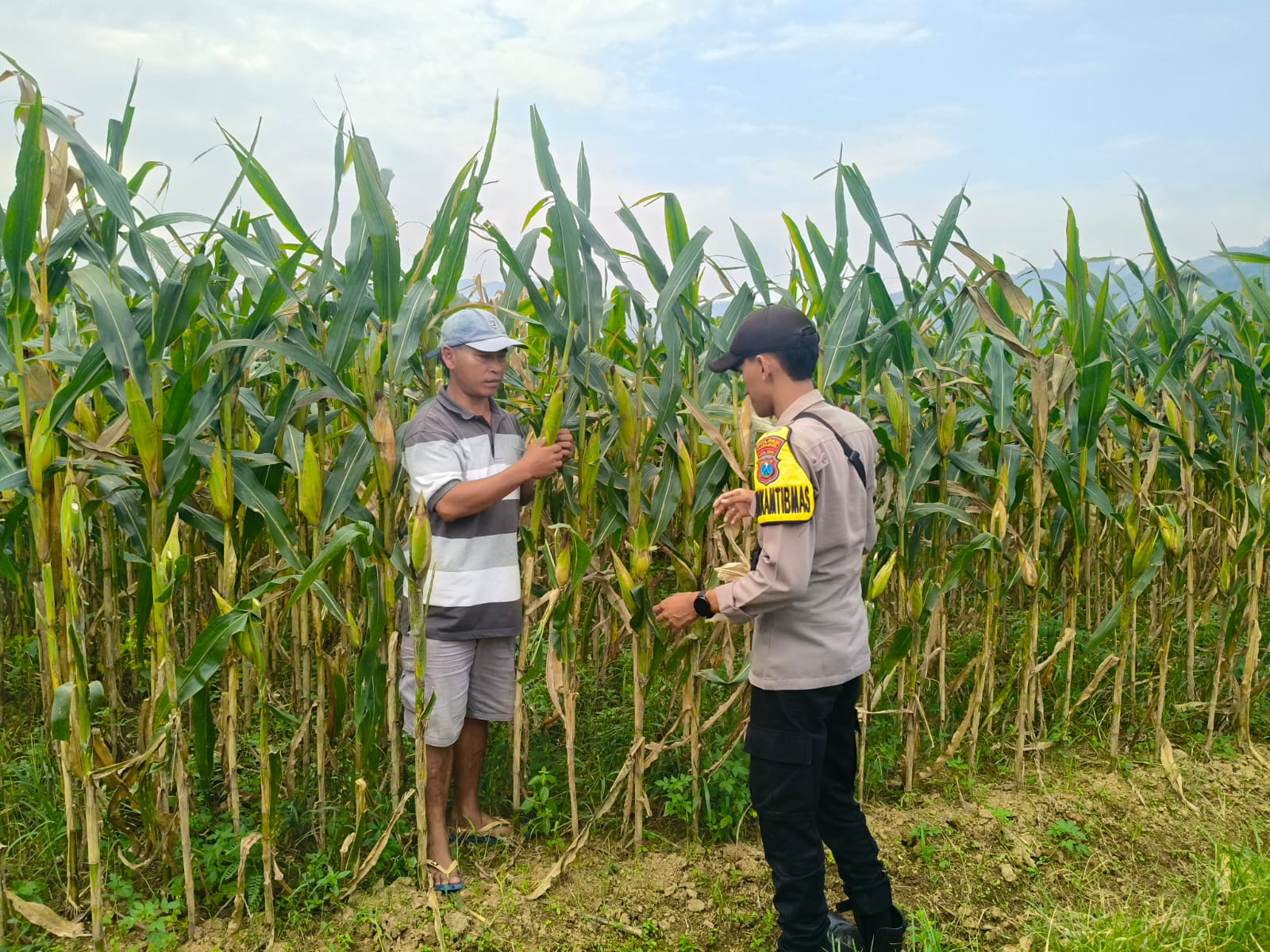 Bhabinkamtibmas Polsek Tempursari Dorong Warga Perkuat Ketahanan Pangan melalui Penanaman Jagung