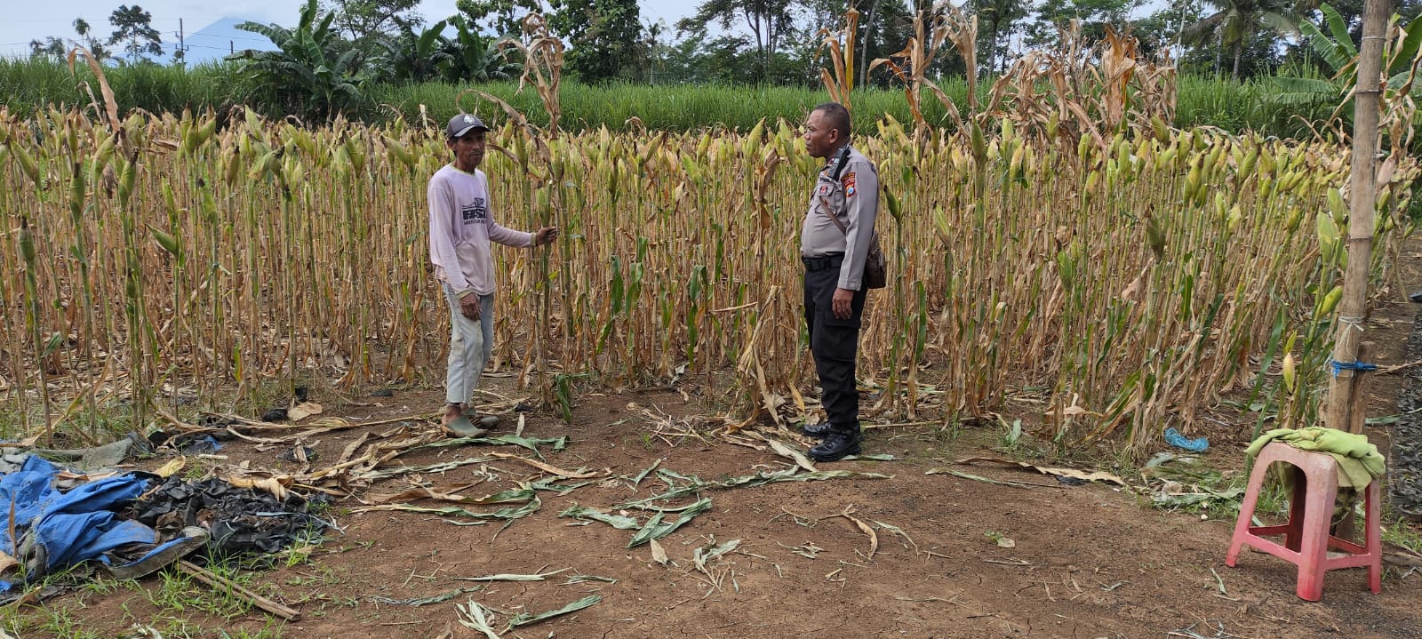 Bhabinkamtibmas Polsek Kedungjajang aktif mendukung Program Asta Cita Presiden dengan turun langsung ke lapangan membantu serta mendorong masyarakat dalam sektor pertanian dibidang penanaman Jagung